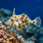 Acreichthys tomentosus