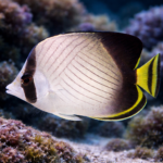 Chaetodon decussatus (rozm. M)