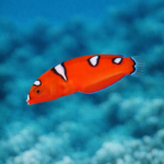 Coris formosa (juv) M/L