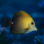 Zebrasoma scopas (rozm. S)