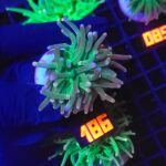 Euphyllia glabrescens cotton candy (186)