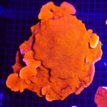 Montipora capricornis XXL