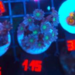 Clavularia Papaya (115)