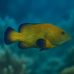 Cephalopholis argus XL