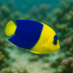 Centropyge bicolor rozm. S