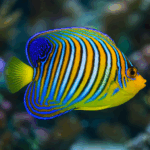 Pygoplites diacanthus rozm. M