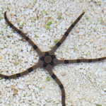 Wężowidło Ophiolepis superba