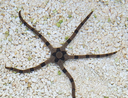 Wężowidło Ophiolepis superba