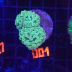 Euphyllia paraancora (001)