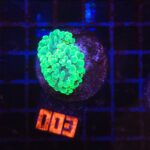 Euphyllia paraancora - grafted (003)