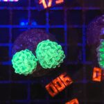 Euphyllia paraancora (006)