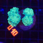 Euphyllia paraancora (010)