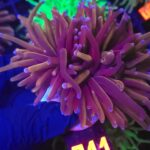 Euphyllia glabrescens new york knicks NYK (011)