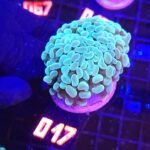 Euphyllia paraancora 4h (017)