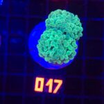 Euphyllia paraancora (017)