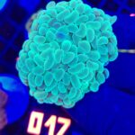 Euphyllia paraancora 5h (017)