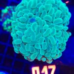 Euphyllia paraancora 5h (017)