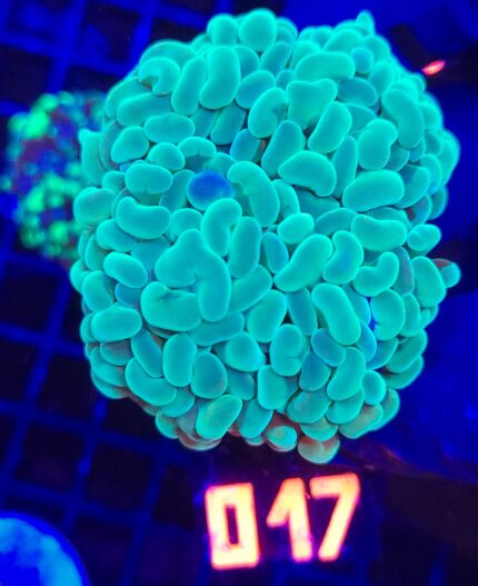 Euphyllia paraancora 5h (017)