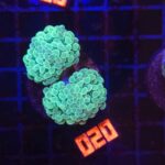 Euphyllia paraancora (020)