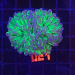 Euphyllia paraancora – purple tip (021)