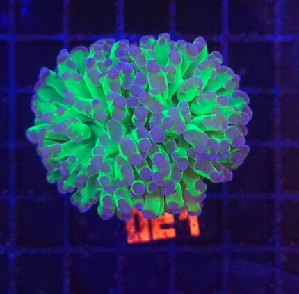 Euphyllia paraancora – purple tip (021)