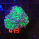 Euphyllia paraancora – purple tip (013)