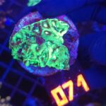 Goniastrea Green (071)