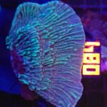 Montipora foliosa GREEN (084)