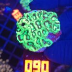 Goniastrea Green (090)