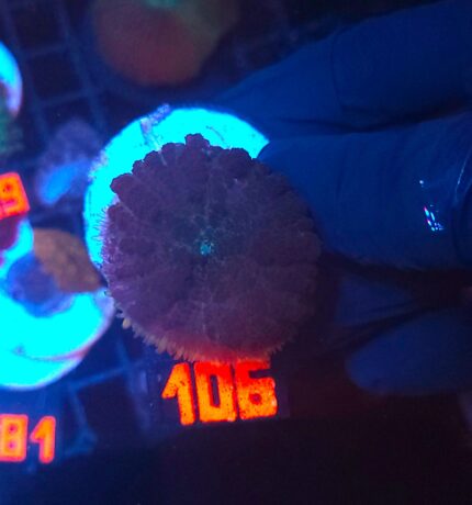 Rhodactis inchoata (106)