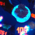 Rhodactis inchoata (108)