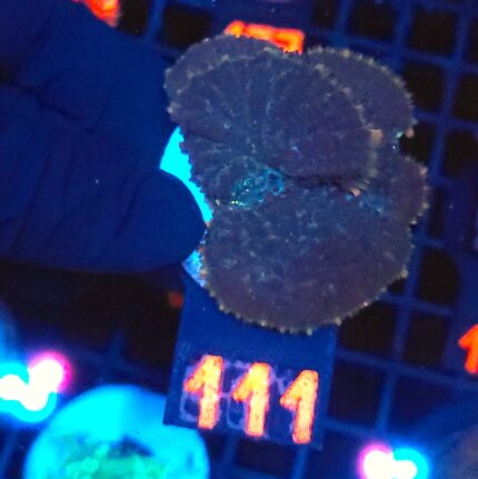 Rhodactis inchoata (111)