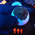 Rhodactis inchoata (111)