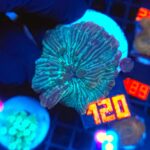 Discosoma watermelon (120)