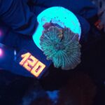 Discosoma watermelon (120)