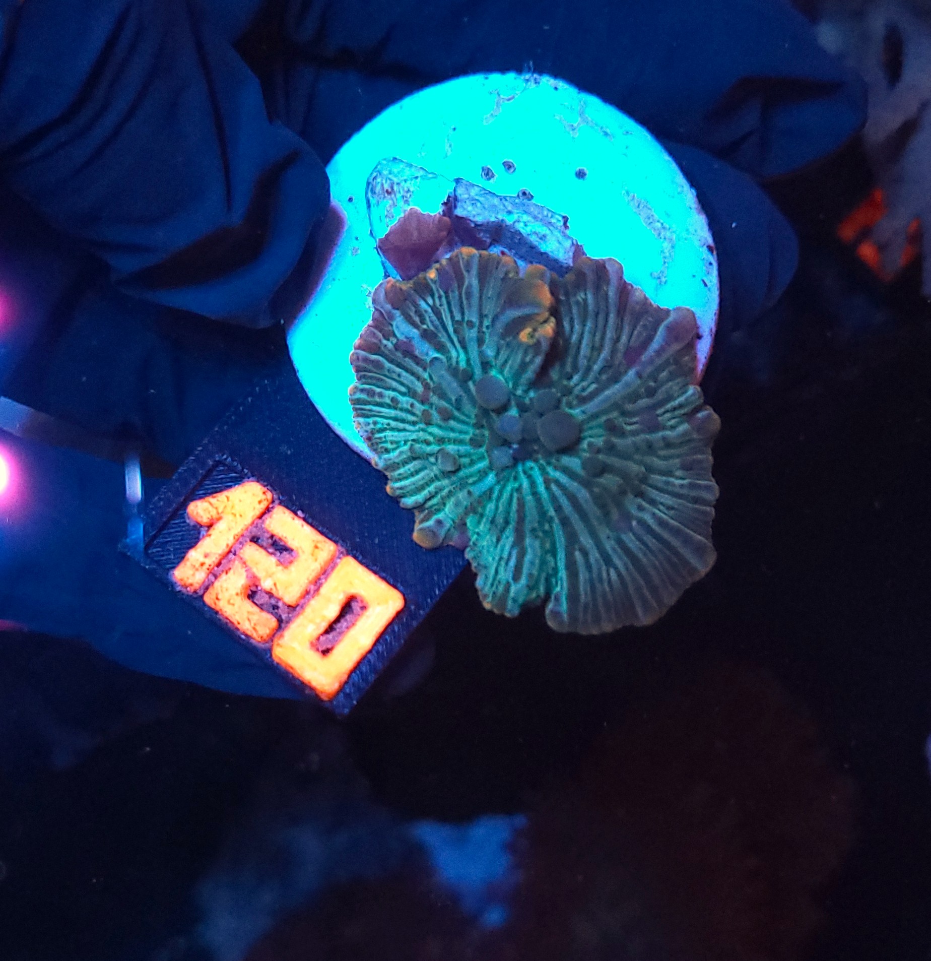 120 Discosoma watermelon (120) - obrazek 1