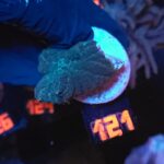 Rhodactis inchoata (121)