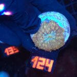 Discosoma Gold Leopard (124)