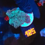 Discosoma watermelon (125)