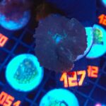 Rhodactis inchoata (127)