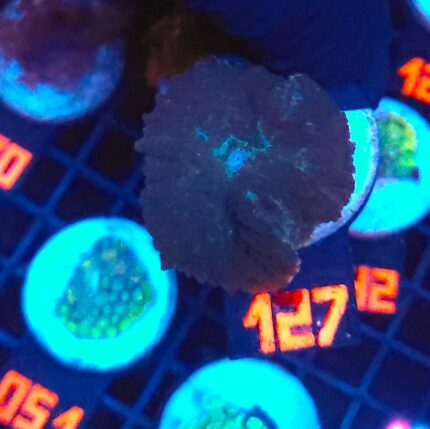 Rhodactis inchoata (127)