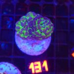 Euphyllia paraancora – purple tip (131)