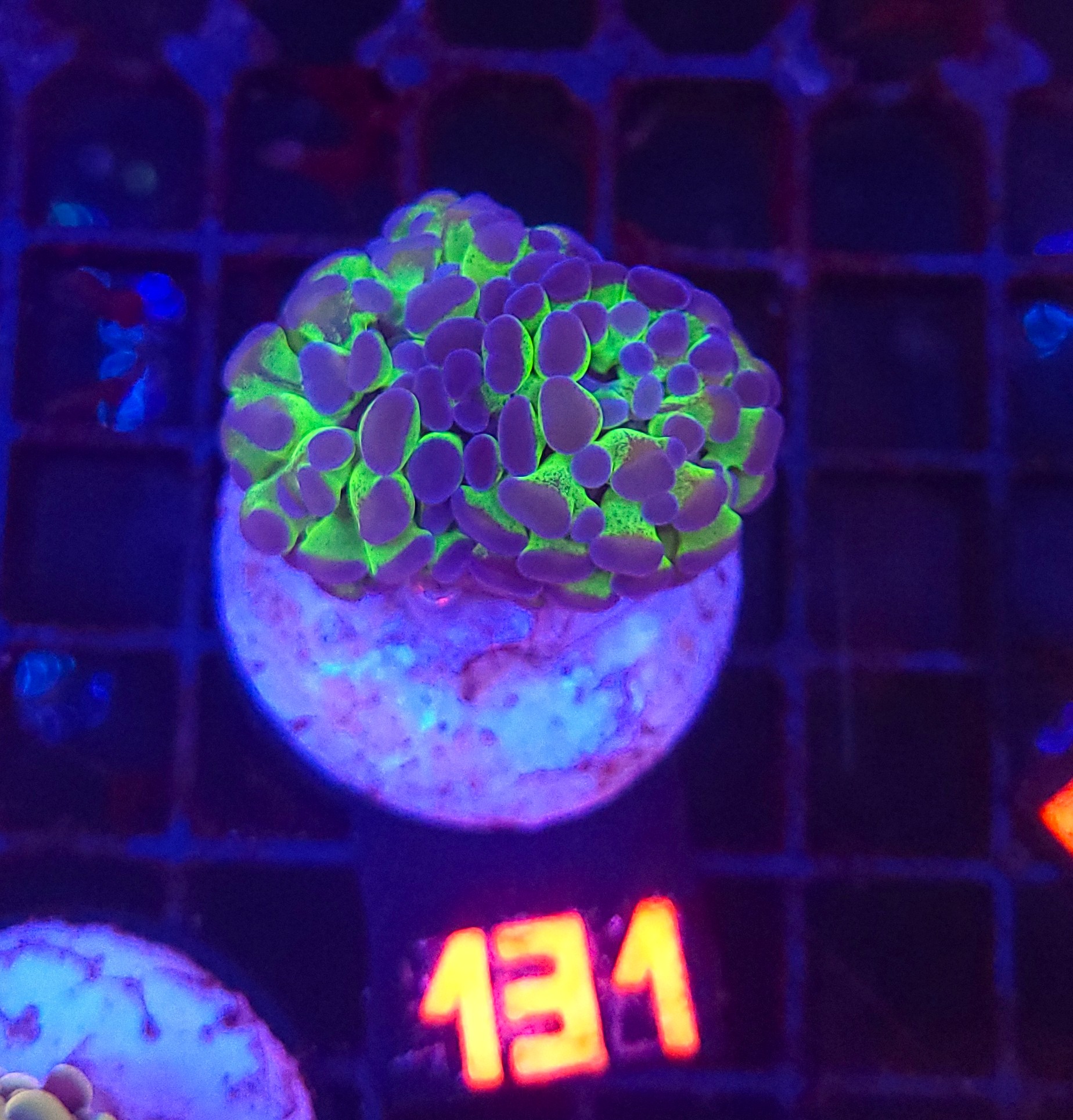 131 Euphyllia paraancora – purple tip (131) - obrazek 1