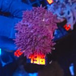 Rhodactis indosinensis Lavender Hair (136)