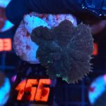 Rhodactis inchoata (156)