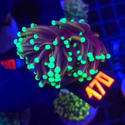 Euphyllia glabrescens Golden Torch (170)