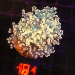 Euphyllia paradivisa (181)