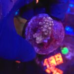 Acropora valida (199)