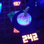 Acropora valida (242)