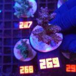 Acropora valida (269)